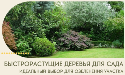 Быстрорастущие деревья для сада идеальный выбор в Орле