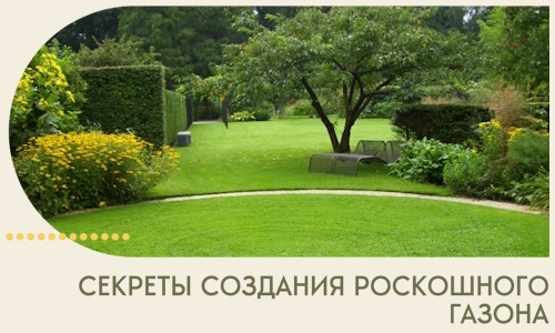Секреты создания роскошного газона в Орле